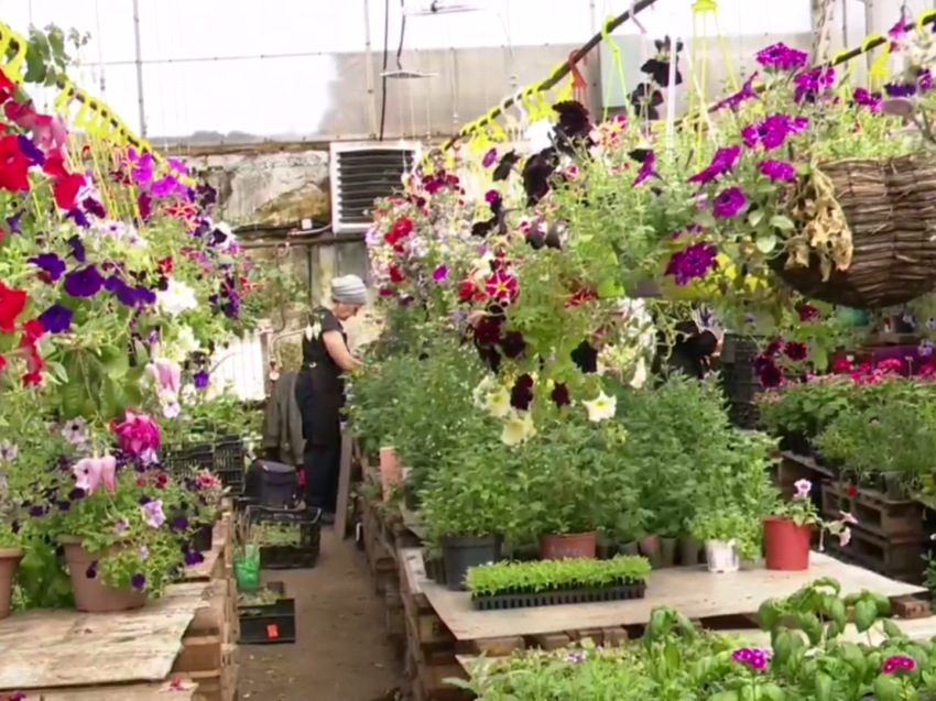 ​Забайкальские садоводы: «Край сможет обеспечить себя цветами»